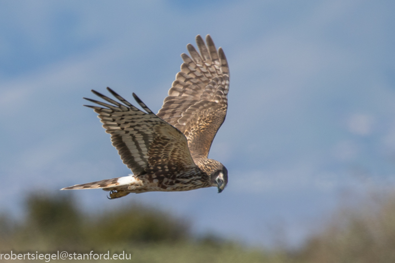 baylands